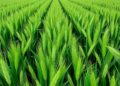 Cover Crops Boost Phosphorus Fertilizer Efficiency in Wheat by Up to Sixfold
