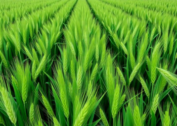 Cover Crops Boost Phosphorus Fertilizer Efficiency in Wheat by Up to Sixfold