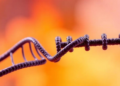 Vitamin D Gene Variants Fail to Explain Bladder Cancer Risk in Turkish Study