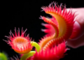 Venus Flytrap-Inspired Soft Material Senses Objects and Grasps Under Light