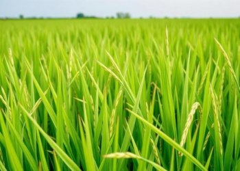 Nano Urea Boosts Weed-Killing Herbicide in Direct-Seeded Rice, Two-Year Trial Finds