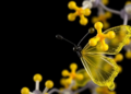 Butterfly-Shaped Coumarin Molecules Show Promise as Dual Alzheimer's Enzyme Blockers
