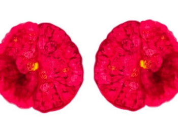 Two Approved Companion Diagnostics Validate Pembrolizumab Eligibility Across dMMR/MSI-H Tumors