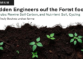 Hidden Engineers of the Forest Floor: Shrubs Rewire Soil Carbon and Nutrient Cycling