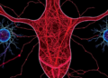 Cell Maps of Endometriosis Reveal Nerve and Immune Hubs That May Drive Pain