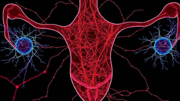 Cell Maps of Endometriosis Reveal Nerve and Immune Hubs That May Drive Pain