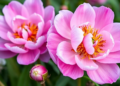 Hidden Genetic Wealth of Iran's Wild Peonies Mapped by Microsatellite Markers
