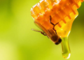 Honey Fingerprints: Physicochemical and Chemical Signatures Reveal Where Honey Comes From