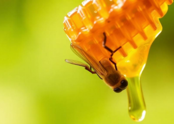 Honey Fingerprints: Physicochemical and Chemical Signatures Reveal Where Honey Comes From