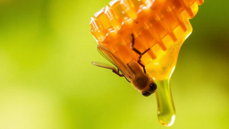 Honey Fingerprints: Physicochemical and Chemical Signatures Reveal Where Honey Comes From