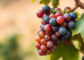 Slope Position Rewrites the Stress Chemistry of an Ancient Turkish Wine Grape
