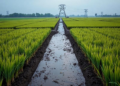 Timed Drainage Turns Rice Into a Cadmium-Harvesting Crop for Polluted Paddies