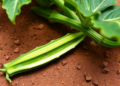 Tiny Carbon Particles Boost Okra's Drought Survival and Supercharge Its Medicinal Flavonoids