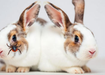Tick Mucin-6 Protein Shows Promise as Anti-Tick Vaccine Antigen in Rabbits