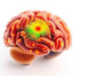 Tiny AI Model Reads Tumor Shapes to Map Brain Cancer With a Fraction of the Parameters