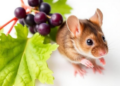 Grapevine Leaf Extract Shows Potent Anti-Inflammatory Effects in Mouse Colitis Study