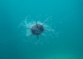 Fuzzy Trust System Brings Smarter, Faster Security to Underwater Sensor Networks