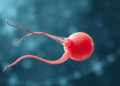 PFOA Replacements Found to Sabotage Human Sperm Through Calcium and Mitochondrial Damage