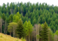 Mixed Forests Outperform Pure Stands in the Loess Hills, but Regeneration Lags Behind