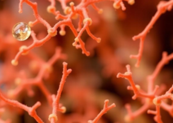Gut Microbiome Study Finds Household, Not Rare Eye Disease Gene, Shapes Microbial Communities