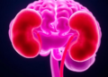 Sick Kidneys, Misfiring Pituitary: How Chronic Kidney Disease Scrambles the Brain's Hormone Command Center