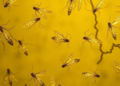 Hidden Infections Surface as Malaria Wanes in Namibia's Zambezi Region