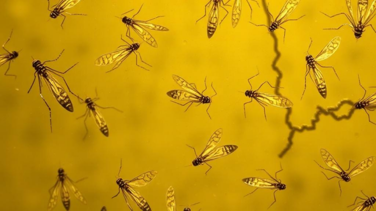 Hidden Infections Surface as Malaria Wanes in Namibia's Zambezi Region