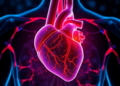 Heart Cell Metabolism Switch Reactivates Dormant Repair After Heart Attack