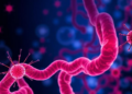 How wandering gut T cells drive disease far beyond the intestine