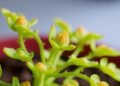 How a Heat-Loving Plant Rewires Its RNA to Survive Scorching Temperatures