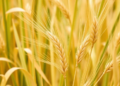Fungal Partners and Wild Barley: The Hidden Variability Shaping Future Salt-Tolerant Forage