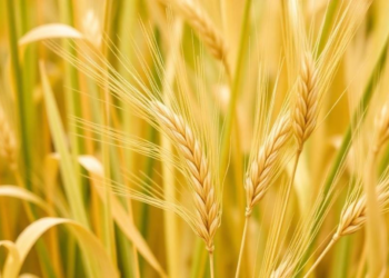 Fungal Partners and Wild Barley: The Hidden Variability Shaping Future Salt-Tolerant Forage