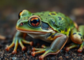 Bullfrog brains found to brew their own backup fuel when glucose runs dry