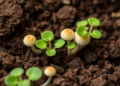 Fungi-Savvy Herbs Thrive in Their Own Soil, Study Finds