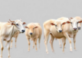 Brucellosis Resurges in Shandong as Two-Decade Study Reveals Rising Risk With Age and Birth Cohort