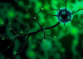 Single-Cell Sequencing Reveals Mitochondrial DNA Damage in Vulnerable Parkinson's Neurons