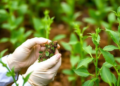 Scientists Engineer Supercharged Herbicide-Resistant Crops by Editing Protein and Promoter Together