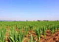 Lime, Nitrogen and Phosphorus Trade-offs Shape Wheat Yields and Grain Zinc on Ethiopia's Acid Soils