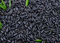 Scientists Map a Smarter Route to Supercharge Black Rice Antioxidants Without Sacrificing Yield