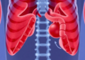 Dual-Teacher AI Learns to Segment Abdominal Organs From Scarce Labels and Knows When to Stop