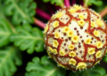 Zinc and Magnesium Nanoparticles Offer a Greener Shield Against Sugar Beet's Worst Fungal Disease