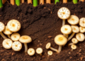 Sugarcane's Hidden Underground Clock: Phosphorus Swings Reshape Soil Fungi Across the Crop Cycle