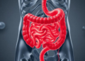 Hidden Immune Brake Found to Keep Gut Inflammation in Check