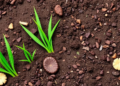 Soil Fungi Give Drought-Stricken Purple Rice a Boost, and One Species Stands Out