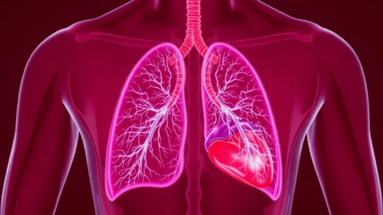 The Hidden Heart-Lung Link That Decides Who Survives ARDS