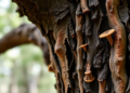 Hidden Bark Fungus Turns Deadly Accomplice in Smoke Tree Wilt Epidemic