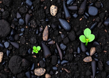 Charred Soil, Living Allies: How Biochar and Pseudomonas Team Up to Grow Crops and Eat Pollution