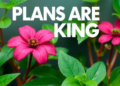 Plans Are Talking: How Plants Wire and Wireless Their Way Through the World