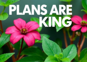 Plans Are Talking: How Plants Wire and Wireless Their Way Through the World
