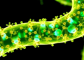 Immunotherapy Boost for Bile Duct Cancer Survival Holds Firm After Three Years